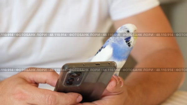 Budgerigar playing with handsome man. Cute Budgie. Funny blue purple parakeet sitting on smartphone. Domestic Animals and gadgets. Pet and phone. Friendship, relationship with Pets. Humor. Technology. Стоковое видео, видеограф Марина Демидюк / Фотобанк Лори