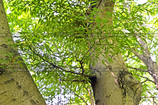 Бук лесной разрезнолистный (Fagus sylvatica, var. laciniata ), ветка с листьями на фоне ствола. Стоковое фото, фотограф Ирина Борсученко / Фотобанк Лори