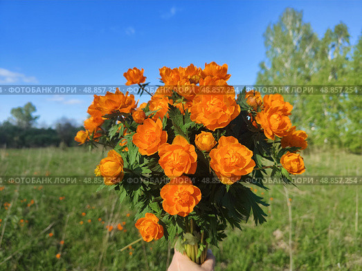 Букет луговых цветов огоньков (купальница азиатская) Стоковое фото, фотограф Эрика Журавецкая / Фотобанк Лори