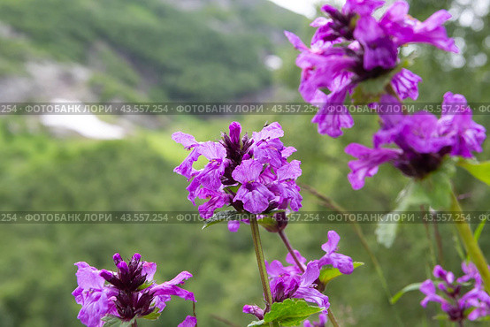 Буквица крупноцветковая (Betonica macrantha) (2024 год). Редакционное фото, фотограф Ирина Яровая / Фотобанк Лори