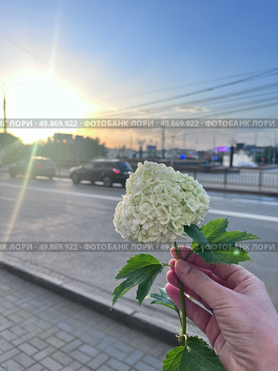 Бульдонеж. Стоковое фото, фотограф Марина Иванова / Фотобанк Лори