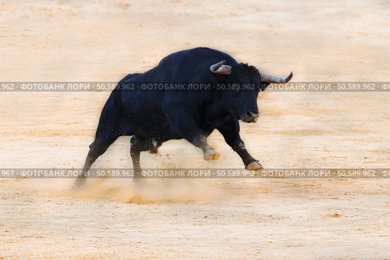 bull ramming in the sand. Стоковое фото, агентство Ingram Publishing / Фотобанк Лори