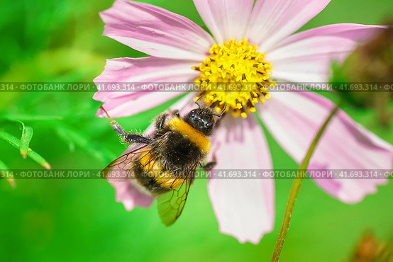 Bumblebee on a flower macro. Bumblebee collects flower nectar. Стоковое фото, фотограф Корнеев Вячеслав / Фотобанк Лори