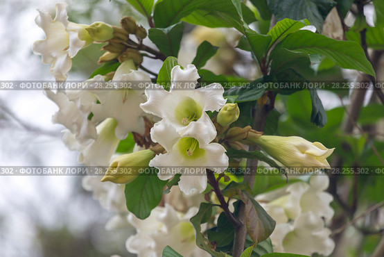 Бьюмонтия крупноцетковая (Beaumontia grandiflora) Стоковое фото, фотограф Ирина Яровая / Фотобанк Лори