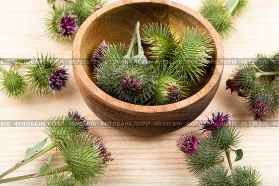 Burdock plant with flowers, herbal medicine on wooden background. Medicinal plant. Burdock plant with flowers. Стоковое фото, агентство Ingram Publishing / Фотобанк Лори