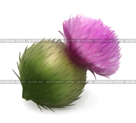 Burdock vector illustration. Стоковая иллюстрация, агентство Ingram Publishing / Фотобанк Лори