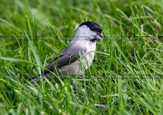 Буроголовая гаичка, или пухляк, (лат. Poecile montanus). ( англ. willow tit, Black-capped Chickadee) Стоковое фото, фотограф Галина Савина / Фотобанк Лори
