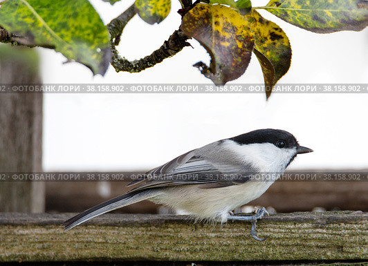 Буроголовая гаичка, или пухляк, (лат. Poecile montanus, англ. willow tit, titmouse) Стоковое фото, фотограф Галина Савина / Фотобанк Лори