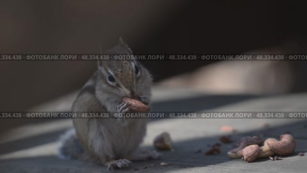 Бурундук ест арахис в парке. Стоковое видео, видеограф Алексей Линник / Фотобанк Лори