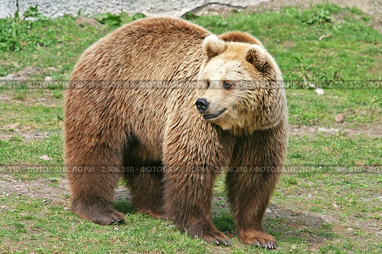 Бурый медведь. Ursus arctos. Стоковое фото, фотограф Александр Тарасенков / Фотобанк Лори