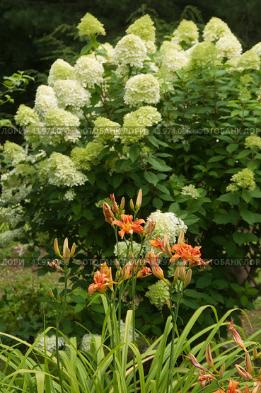 Bush of white abundantly blooming hydrangea and daylily. Стоковое фото, фотограф Александр Курлович / Фотобанк Лори