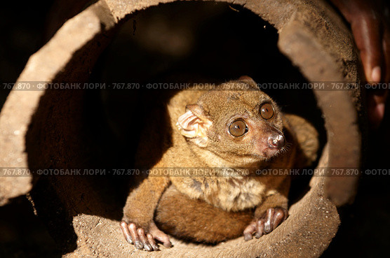Bushbaby или Галаговые — семейство лориобразных приматов. Стоковое фото, фотограф Алексей Зарубин / Фотобанк Лори