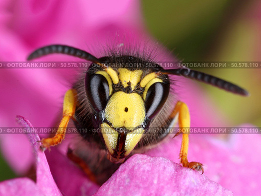 Busy wasp peeking from a pink flower macro close-up. Стоковое фото, агентство Ingram Publishing / Фотобанк Лори