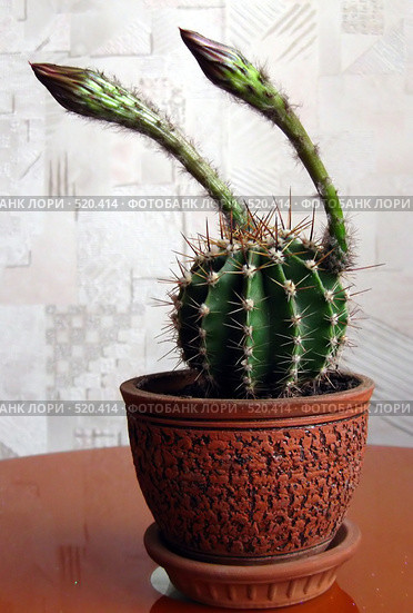 Бутоны кактуса Echinopsis hybr. Стоковое фото, фотограф Галина Хорошман / Фотобанк Лори