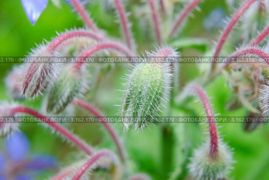 Бутоны огуречной травы (Borago officinalis) Стоковое фото, фотограф Алёшина Оксана / Фотобанк Лори