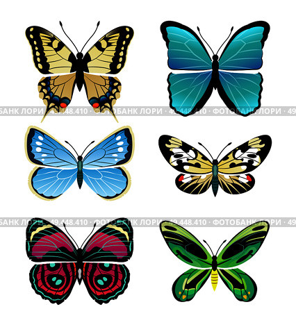 Butterflies types collection with colorful wings, antennas and heads papilionidae set of butterflies, vector illustration isolated on white background. Butterflies Types Collection Vector Illustration. Стоковая иллюстрация, агентство Ingram Publishing / Фотобанк Лори