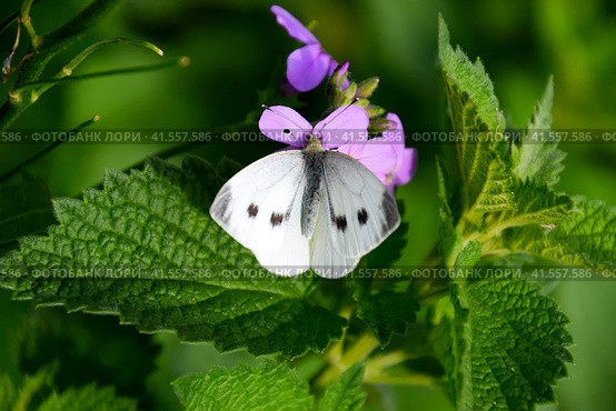 Butterfly cabbage pollinates a purple flower. Стоковое фото, фотограф Леонид Еремейчук / Фотобанк Лори