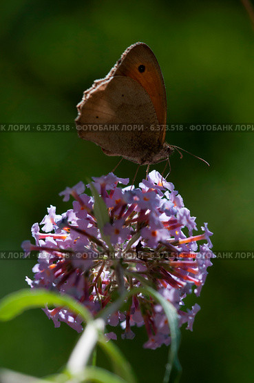 Butterfly on a buddleia bush. Стоковое фото, агентство Ingram Publishing / Фотобанк Лори