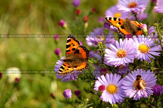 butterfly on flowers. Стоковое фото, агентство Ingram Publishing / Фотобанк Лори