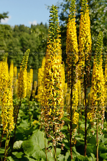 Бузульник (лат. Ligularia) Стоковое фото, фотограф Валерия Попова / Фотобанк Лори