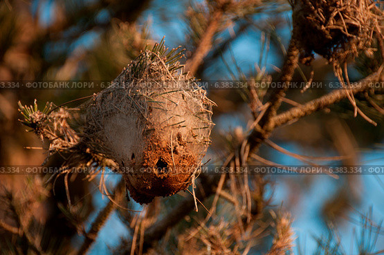 Cacoon in a tree. Стоковое фото, агентство Ingram Publishing / Фотобанк Лори