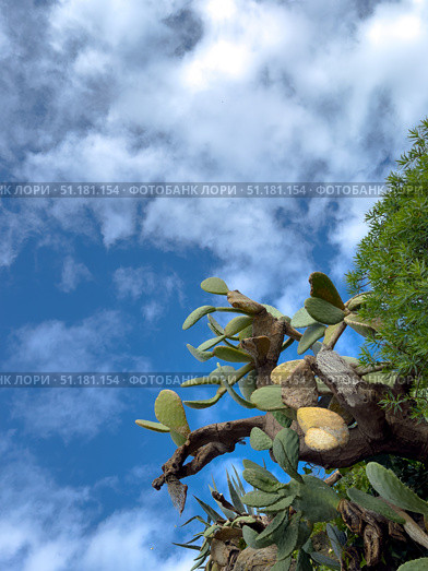 Cactus branches and blue sky with scattered white clouds during daytime. Стоковое фото, фотограф Антон Гвоздиков / Фотобанк Лори