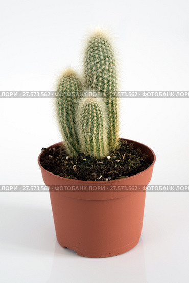 Cactus in pot on white background. Стоковое фото, фотограф Володина Ольга / Фотобанк Лори