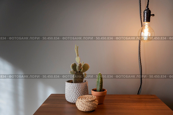 Cactus plants over a bedside table . Стоковое фото, агентство Ingram Publishing / Фотобанк Лори