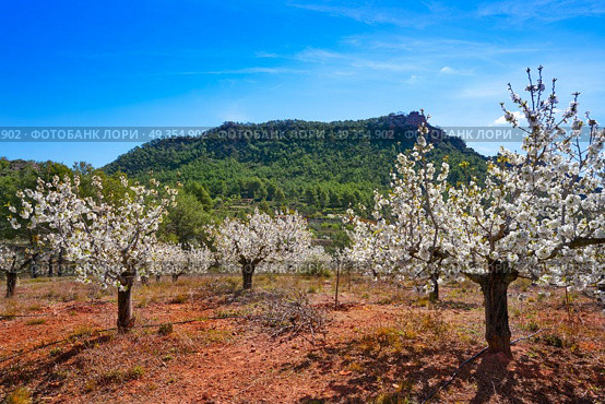 Calderona mountain Cherry Blossom in Valencia. Calderona mountain Cherry Blossom in Valencia Spain. Стоковое фото, агентство Ingram Publishing / Фотобанк Лори