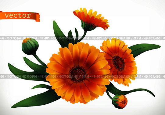 Calendula. 3d realistic vector icon. Стоковая иллюстрация, агентство Ingram Publishing / Фотобанк Лори