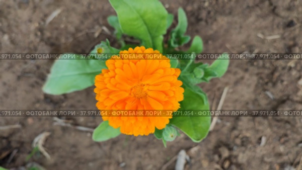 Calendula grows on a flower bed in the garden. Стоковое видео, видеограф Лилия Фролова / Фотобанк Лори