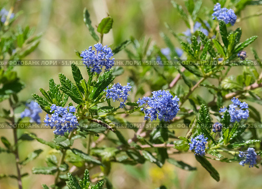 California Mountain Lilac (lat.- Ceanothus Concha) Стоковое фото, фотограф Irina Opachevsky / Фотобанк Лори