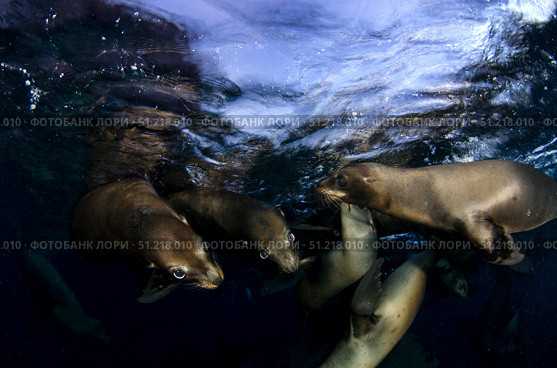 California sea lions playing at surface near La Paz, Baja California Sur. VW Pics/Stocktrek Images/TASS. Стоковое фото, агентство ТАСС / Фотобанк Лори