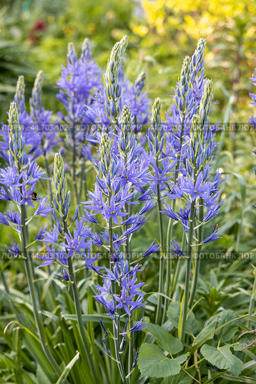 Camassia leichtlinii Caerulea flower in a garden. Стоковое фото, фотограф Ольга Сейфутдинова / Фотобанк Лори