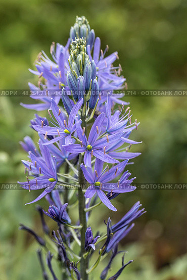 Camassia leichtlinii Caerulea flower in a garden. Стоковое фото, фотограф Ольга Сейфутдинова / Фотобанк Лори