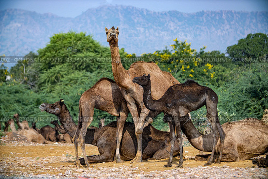 Camels at the Pushkar Fair Rajasthan, India (2019 год). Стоковое фото, фотограф Андрей Армягов / Фотобанк Лори