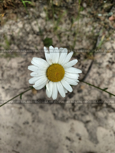 Camomile flowers against background of the sand .. Camomile flowers against background of the sand . Background nature . Стоковое фото, агентство Ingram Publishing / Фотобанк Лори