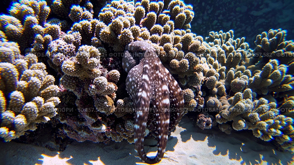 Camouflaging marine creature nestling among vibrant coral, sunlight piercing azure depths revealing intricate underwater landscape. Стоковое AI-изображение, AI-художник Данил Руденко / Фотобанк Лори