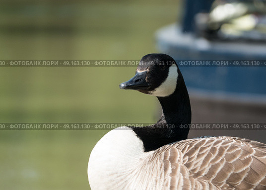 Canada goose looking across camera with out of focus background. Стоковое фото, агентство Ingram Publishing / Фотобанк Лори