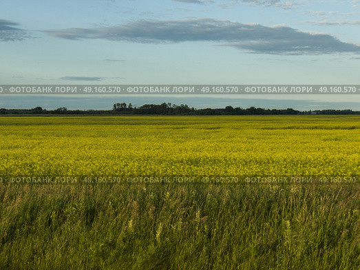Canola crop in field, Arnes, Manitoba, Canada. Стоковое фото, агентство Ingram Publishing / Фотобанк Лори