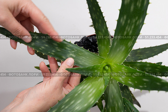 Caring for Aloe Vera Plant by Inspecting Leaves for Health and Growth Issues. Стоковое фото, фотограф Ольга Коваленко / Фотобанк Лори