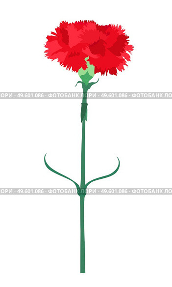 Carnation flower isolated on white background. Vector Illustration EPS10. Carnation flower isolated on white background. Vector Illustration. Стоковая иллюстрация, агентство Ingram Publishing / Фотобанк Лори