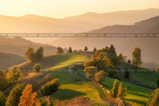 Carpathian mountain valley with beautiful hills in haze, orange trees at sunset in autumn in Ukraine. Colorful landscape with dirt road, meadows, forest, green grass, golden sunlight in fall. Nature. Стоковое фото, агентство Ingram Publishing / Фотобанк Лори