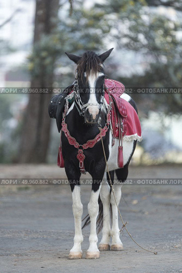 Carriage ( cart) for travel (tour) on street in sunny at Da Lat city, Viet Nam. Стоковое фото, агентство Ingram Publishing / Фотобанк Лори