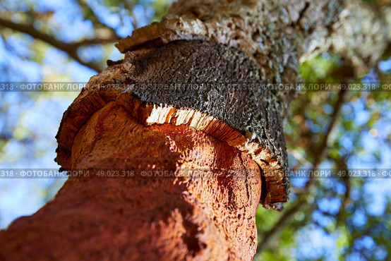 Castellon alcornocal in Sierra Espadan cork tree forest in Valencian Community of Spain. Стоковое фото, агентство Ingram Publishing / Фотобанк Лори