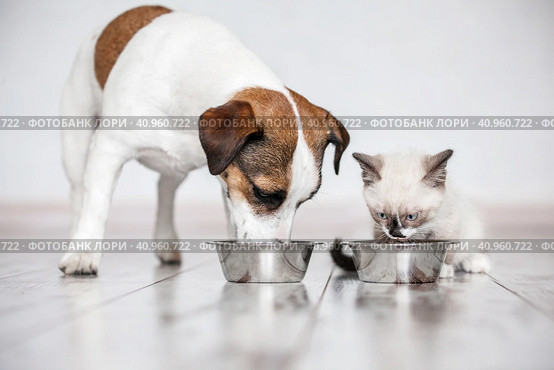 Cat and dog eating together from bowls indoors. Стоковое фото, фотограф Гладских Татьяна / Фотобанк Лори