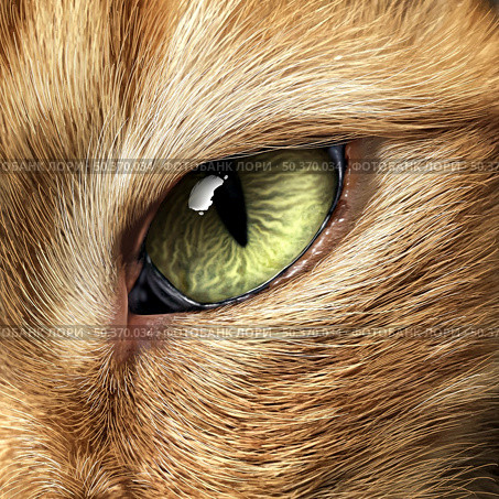 Cat Eye close up as a feline  or kitten looking for prey or staring representing animals and veterinary pet care in a 3D illustration style. Стоковое фото, агентство Ingram Publishing / Фотобанк Лори