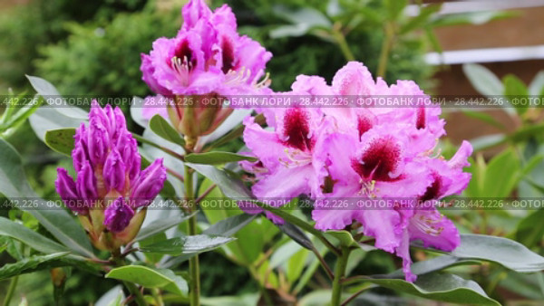Catawba Rhododendron Cultivar (Rhododendron catawbiense) Стоковое видео, видеограф Ольга Сейфутдинова / Фотобанк Лори