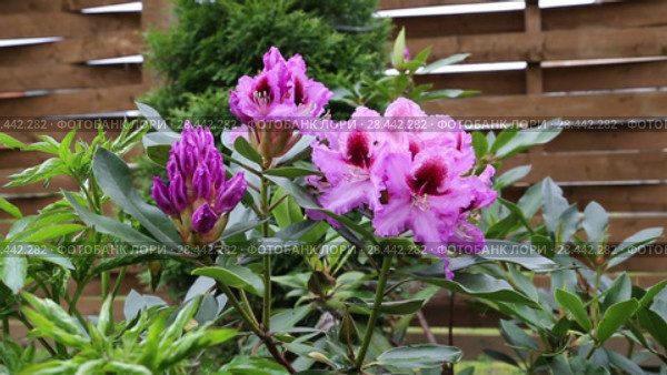 Catawba Rhododendron Cultivar (Rhododendron catawbiense) Стоковое видео, видеограф Ольга Сейфутдинова / Фотобанк Лори