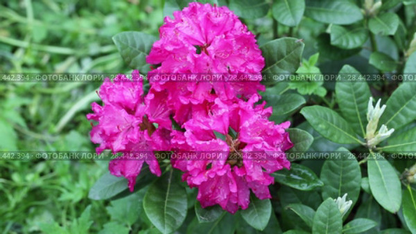 Catawba Rhododendron Cultivar (Rhododendron catawbiense) Стоковое видео, видеограф Ольга Сейфутдинова / Фотобанк Лори